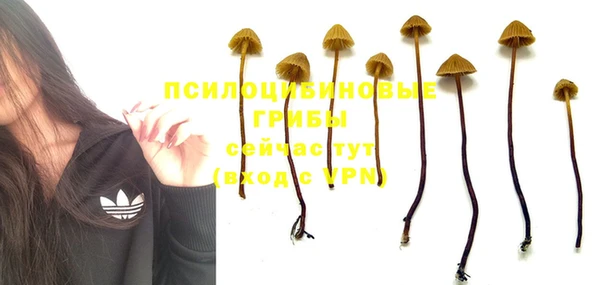 стаф Верея